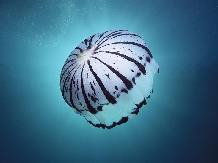 Tapety - Purple-Striped Jellyfish, Southern California.jpg