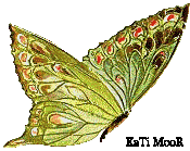 Motylki - 1.motyl-kolorowy.gif