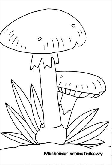 las zwierzęta  grzyby grzybobranie - grzyby, grzybobranie - kolorowanka 1.jpg