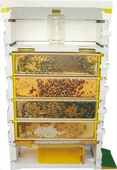 Pszczoły - ul.jpg